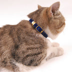 Luxury velvet pet collar, adjustable, a must-have for creating a stylish atmosphere in cat and dog photos.
