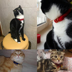 Luxury velvet pet collar, adjustable, a must-have for creating a stylish atmosphere in cat and dog photos.