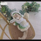 Fresh Matcha Green Pet Dress
