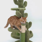 Cats Scratching Kitten Climbing Cactus Tree