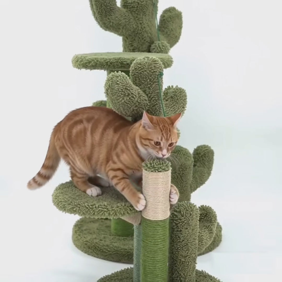 Cats Scratching Kitten Climbing Cactus Tree